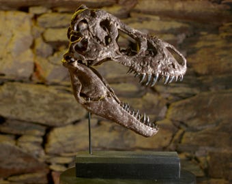 Crâne de Tyrannosaure – Réplique miniature réaliste | Sculpture peinte à la main