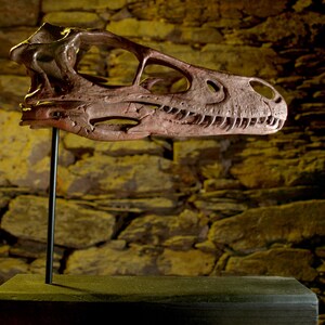 Velociraptor Skull – Realistic Replica | Hand-painted Dinosaur Sculpture with Movable Jaw image 2