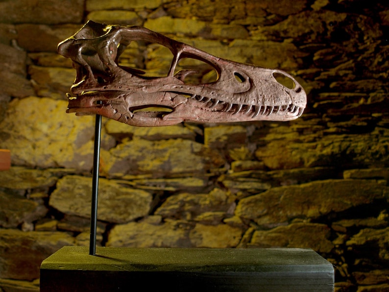 Velociraptor Skull – Realistic Replica | Hand-painted Dinosaur Sculpture with Movable Jaw image 2