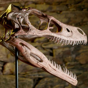 Velociraptor Skull – Realistic Replica | Hand-painted Dinosaur Sculpture with Movable Jaw image 4