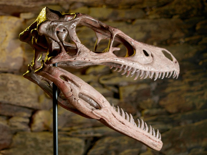 Velociraptor Skull – Realistic Replica | Hand-painted Dinosaur Sculpture with Movable Jaw image 4