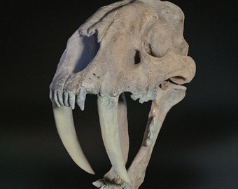Smilodon populator – Sculpture réaliste taille réelle | Réplique scientifique peinte à la main