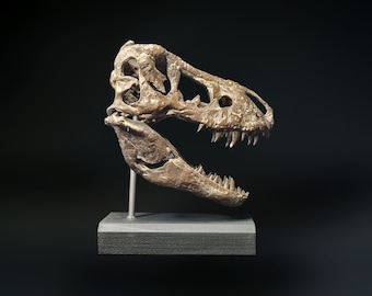 crâne de Tyrannosaures