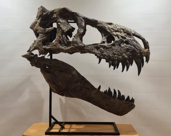 Crâne de Tyrannosaurus – Réplique réaliste de Tristan Otto | Sculpture peinte à la main