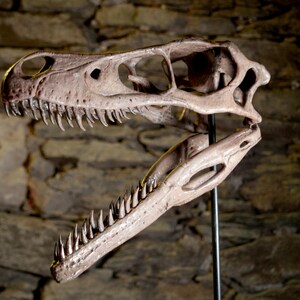 Velociraptor Skull – Realistic Replica | Hand-painted Dinosaur Sculpture with Movable Jaw image 3