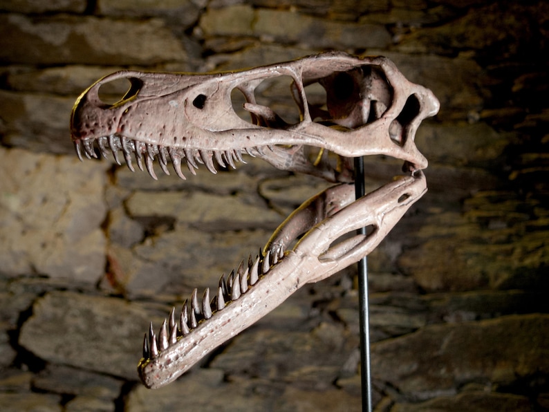 Velociraptor Skull – Realistic Replica | Hand-painted Dinosaur Sculpture with Movable Jaw image 3