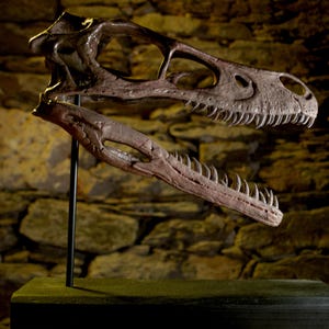 Cráneo de Velociraptor – Escultura realista | Réplica científica, pintada a mano