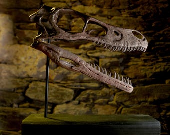 Crâne de Vélociraptor – Sculpture réaliste | Réplique scientifique, peinte à la main