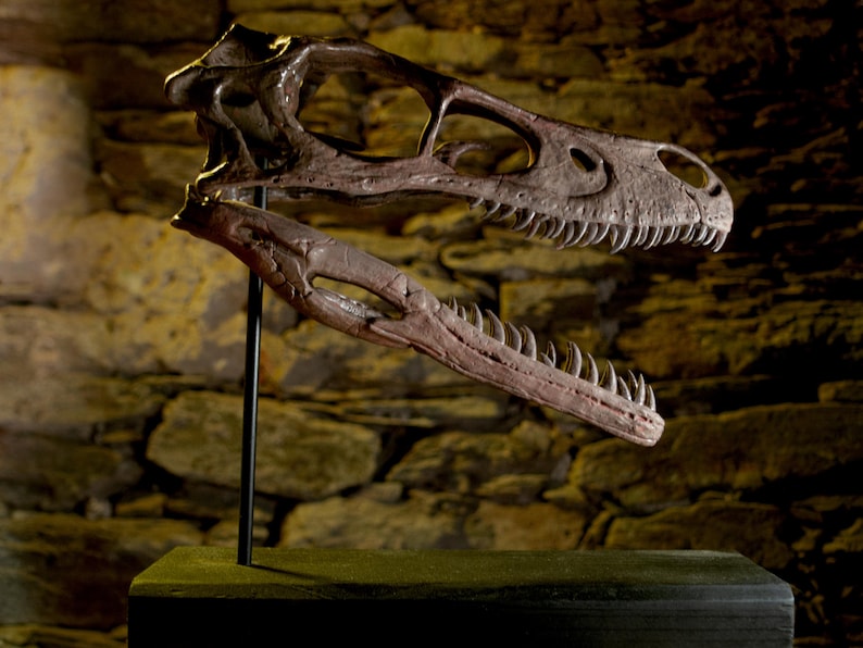 Velociraptor Skull – Realistic Replica | Hand-painted Dinosaur Sculpture with Movable Jaw image 1