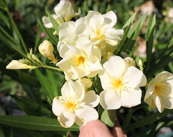 Oase oleander plant - geworteld magerder in een top