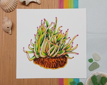 Zeeanemoon, vierkante gicleekunstafdruk