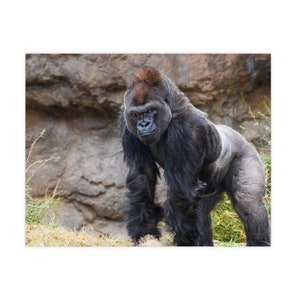 Majestic Gorilla Portrait: Wildlife Wall Art Print image 7