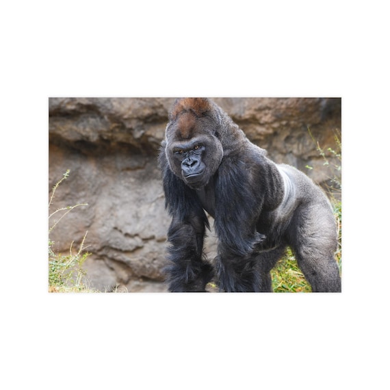 Gorilla standing by stone wall, modern home decor, masculine wall art, wildlife gift for him, gorilla portrait