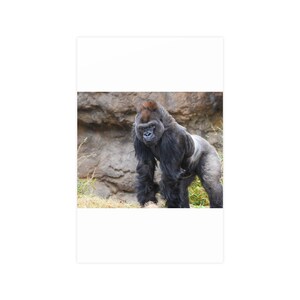Majestic Gorilla Portrait: Wildlife Wall Art Print image 4