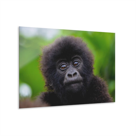 Baby Gorilla Poster, Animal Wall Art, Baby Gorilla Kids Room Decor, Printable Wall Art, Cute Baby Gorilla Print, Gorilla Wall Poster