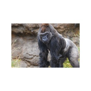 Majestic Gorilla Portrait: Wildlife Wall Art Print image 10