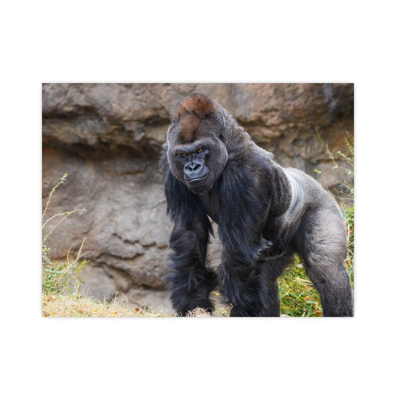 Majestic Gorilla Portrait: Wildlife Wall Art Print image 9