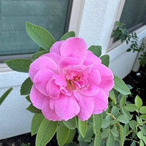 May include: A fully bloomed pink rose with multiple layers of petals. The flower is surrounded by green leaves and stems. The rose is in full focus, with a blurred background of a white wall and a window.