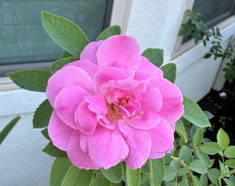 Sayani Paneer Rose - 4” Pot - Free Shipping