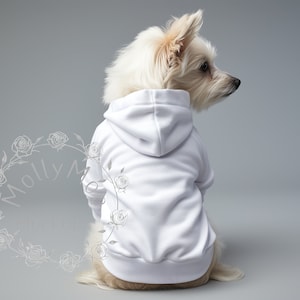 May include: A small white dog wearing a white hooded sweatshirt. The dog is sitting on a gray background.