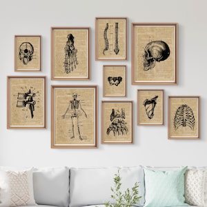 May include: A set of 10 vintage anatomical illustrations featuring various parts of the human skeleton, including the skull, spine, ribs, pelvis, and foot. The illustrations are printed on a beige background with black ink.