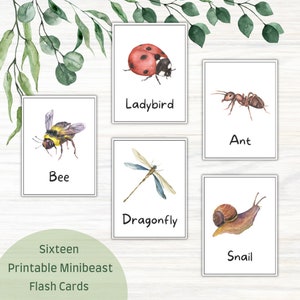 May include: Sixteen printable minibeast flash cards featuring watercolor illustrations of a ladybird, bee, ant, dragonfly, and snail. Each card has the insect's name in a simple font. The background includes green foliage.