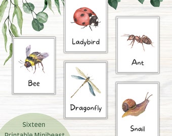 Minibeast Flash Cards, Printable Insect Flashcards, Language Development, Vocabulary, Preschool Learning Resources, Toddler Literacy Tool