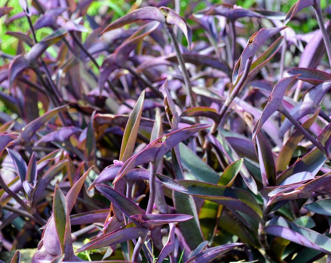 Tradescantia Pallida (Purple Queen/Purple Heart) Non-rooted cuttings
