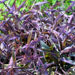 Tradescantia Pallida (Purple Queen/Purple Heart) Stekken zonder wortels