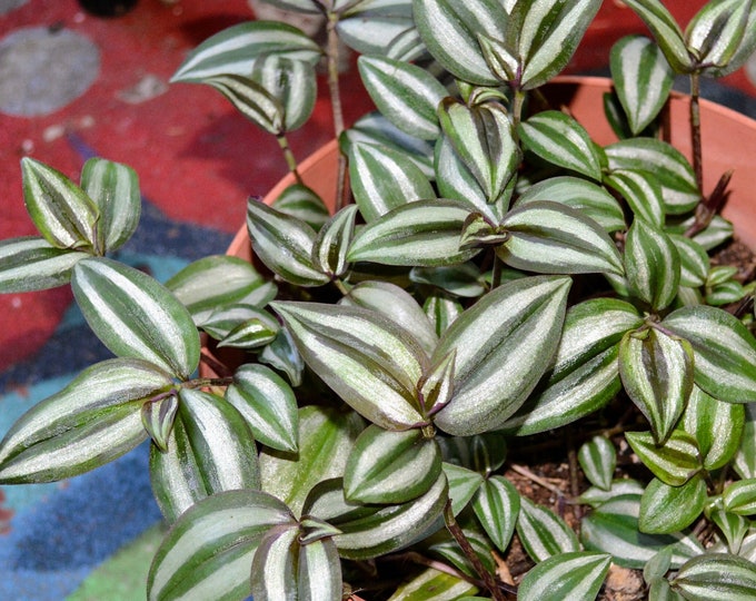 Tradescantia Zebrina (Wandering jew/Wandering dude) Non-rooted cuttings