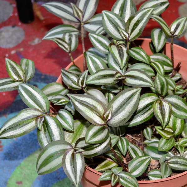 Tradescantia Zebrina (Wandering jew/Wandering dude) Non-rooted cuttings