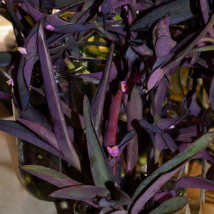 Bewurzelte Vermehrte Purpurkönigin (Tradescantia Pallida) Stecklinge