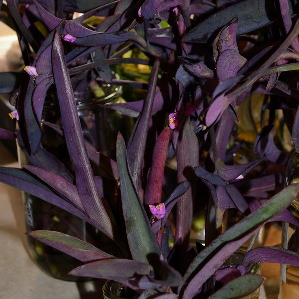 Rooted Propagated Purple Queen (Tradescantia Pallida) Cuttings