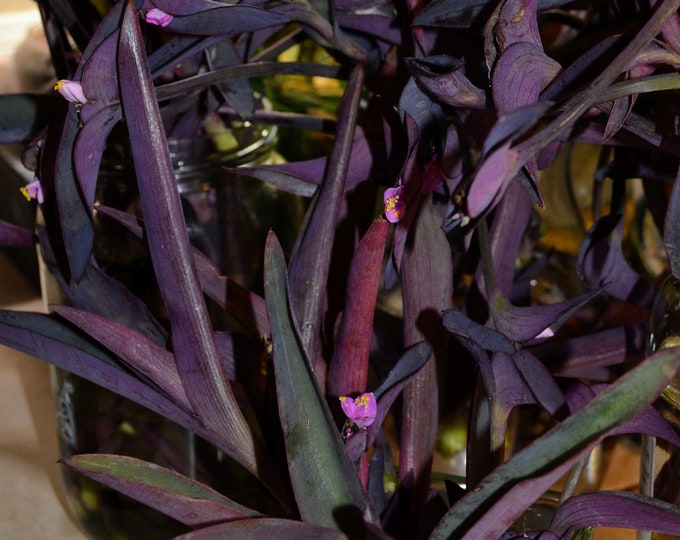 Rooted Propagated Purple Queen (Tradescantia Pallida) Cuttings