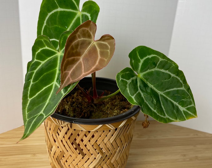 Anthurium Crystallinum 6 Pot in Soil and Top With S. Moss, Multiple