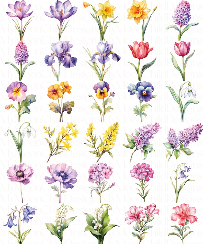Watercolor Spring Flower Clipart Wildflower Spring Flowers PNG Watercolor Flower Bouquet Clipart Floral Spring PNG Watercolor Flower Clipart

This is a Digital Product that includes a bundle of Watercolor Spring Flower & Wildflower Clipart designs.