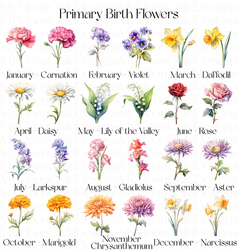 Birth Month Flower SVG Watercolor Birth Month Flower Clipart Birth Month Flower PNG Birth Flower SVG Bundle Birth Month Flowers Clipart png

This Digital Product includes 48 Birth Month Flower SVG & Watercolor Birth Month Flower Clipart designs.