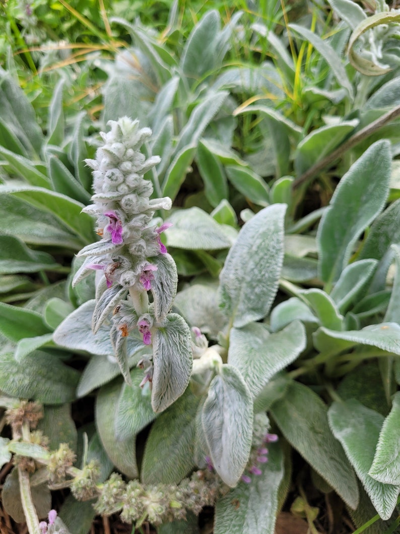 Lambs Ear Live Plant Stachys Byzantina Etsy