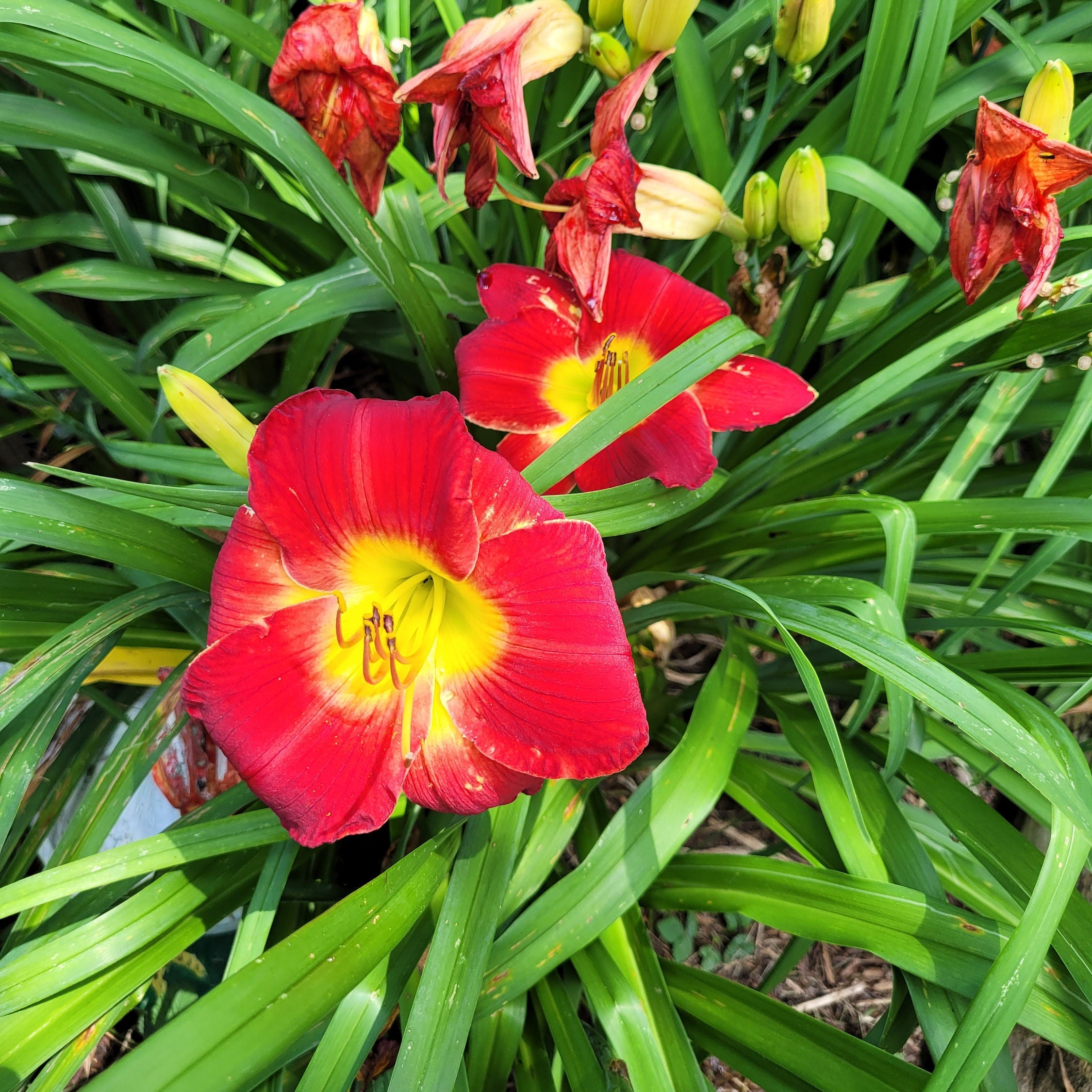 Scarlet Orbit Daylily - Etsy