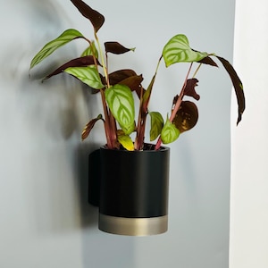 Op de afbeelding: Een potplant met groen-wit gestreepte bladeren en donker wijnrode bladeren. De plant staat in een zwarte cilindervormige pot met een zilverkleurige basis en een zwarte handgreep. De pot is aan een lichtgrijze muur bevestigd.