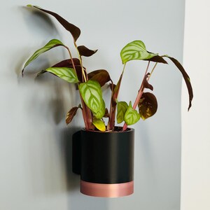 May include: A houseplant with green and burgundy leaves in a black cylindrical planter with a copper-coloured band. The planter is mounted on a light grey wall. The plant has a distinctive leaf pattern.