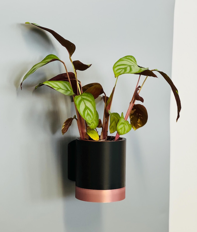 May include: A houseplant with green and burgundy leaves in a black cylindrical planter with a copper-coloured band. The planter is mounted on a light grey wall. The plant has a distinctive leaf pattern.