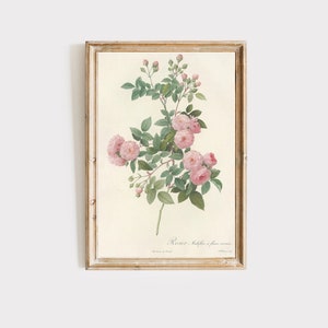 Vintage botanical rose print, Antique Flower Print, Vintage Floral Painting, Flower Wall Decor, Digital Download