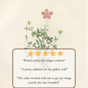 May include: Botanical print of a pink rose with green leaves and stems. The image includes text and customer reviews. The print is on a cream-colored background. The text includes the name of the rose.