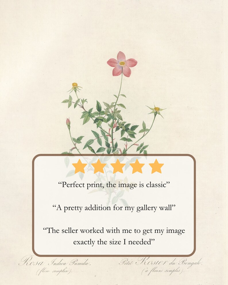 May include: Botanical print of a pink rose with green leaves and stems. The image includes text and customer reviews. The print is on a cream-colored background. The text includes the name of the rose.