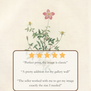 May include: Five-star review for a botanical print of a pink flower with green leaves and stems. The text reads "Perfect print, the image is classic", "A pretty addition for my gallery wall", and "The seller worked with me to get my image exactly the size I needed".
