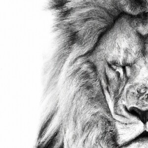 Lion Digital Download