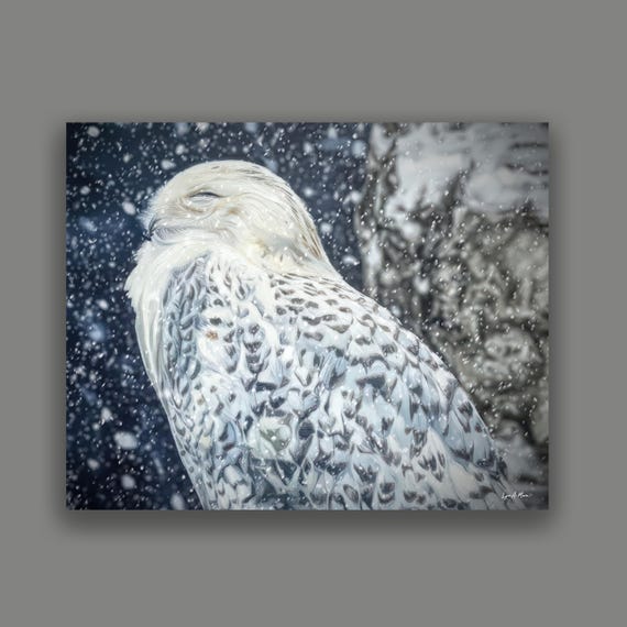 Snowy Owl Wildlife Fine Art Print by Lynn A. Marie
