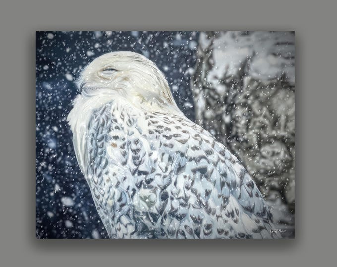 Snowy Owl Wildlife Fine Art Print by Lynn A. Marie