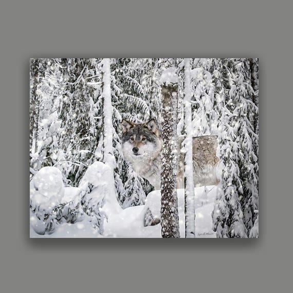 Timber Wolf Art Print: Archival Giclée, Wildlife Art By Artist Lynn A. Marie